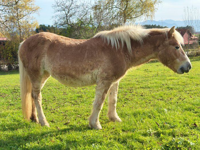 unser Haflinger Lisa
