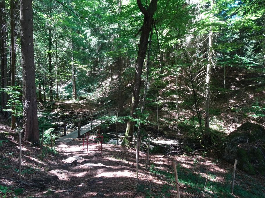 Durch den Wald zur Alpe Gschwender Berg
