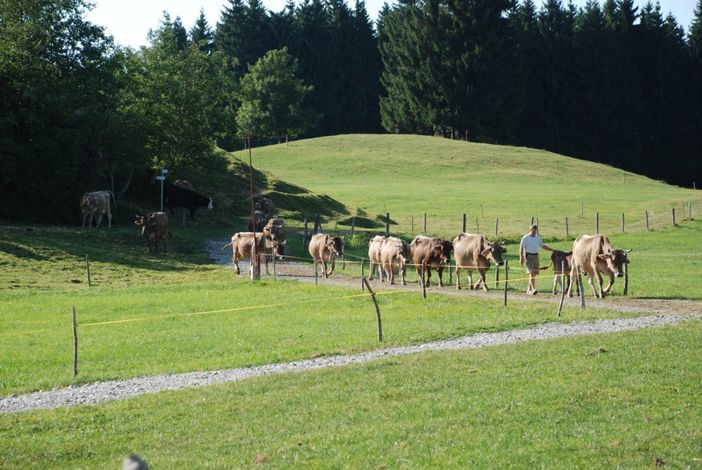 Bei uns dürfen die Kühe raus auf die Wiesen