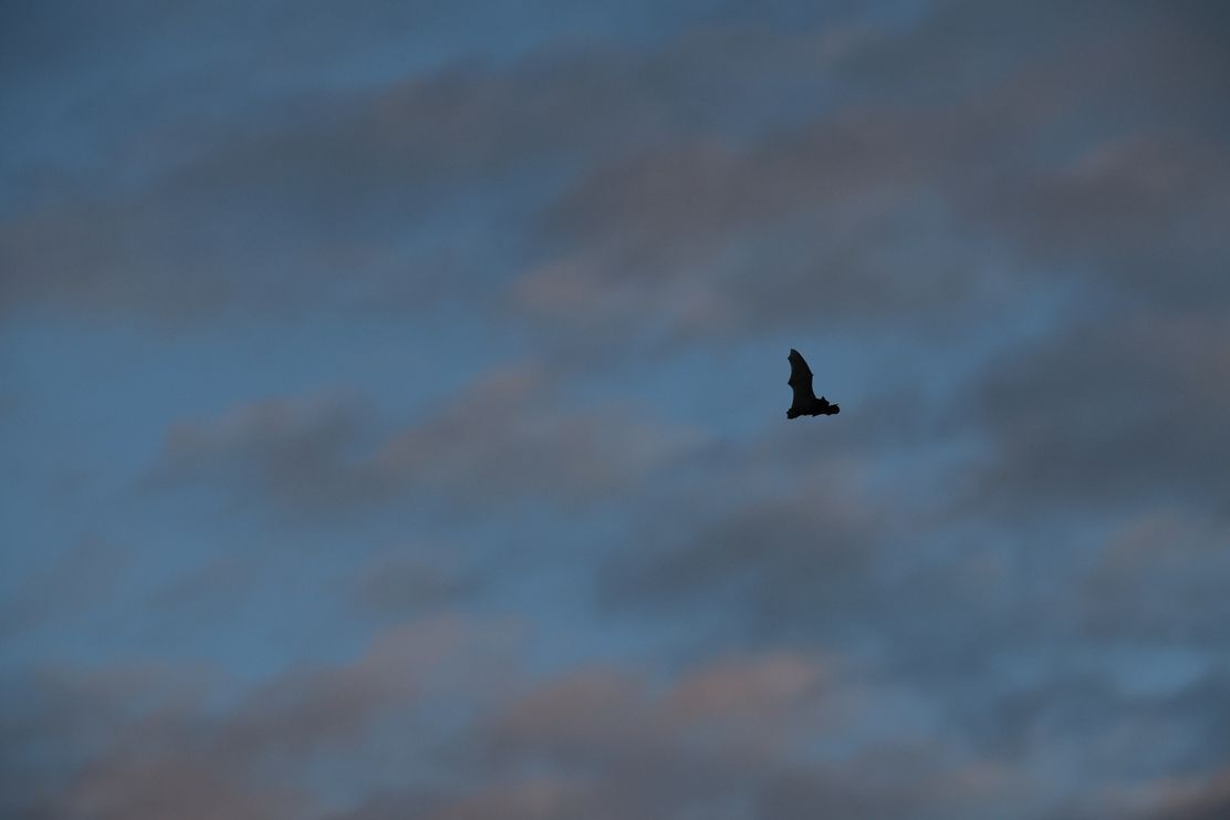 In der Nacht sind alle Katzen grau_Theresa Hilber_klein