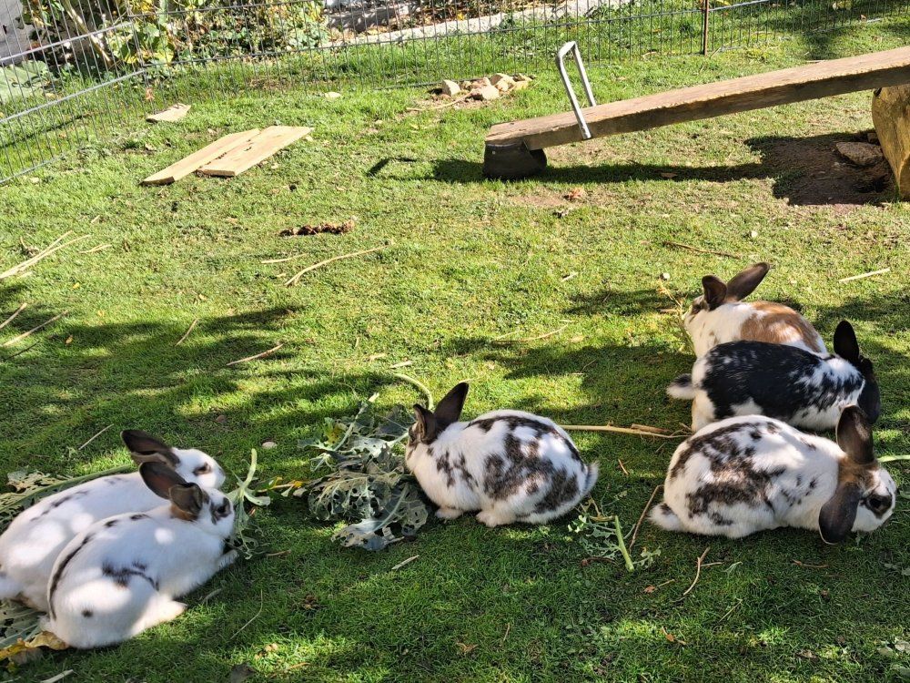 Unsere Hasen im Außengehege