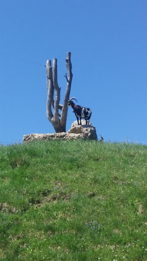 Am_Wanderweg_zum_Huendle