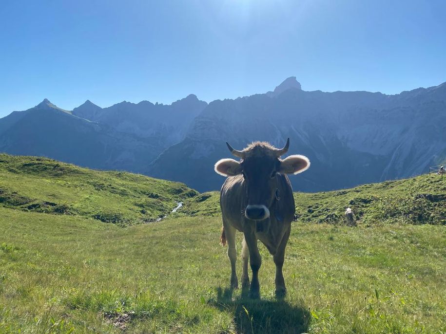 Vieh auf der Alpe