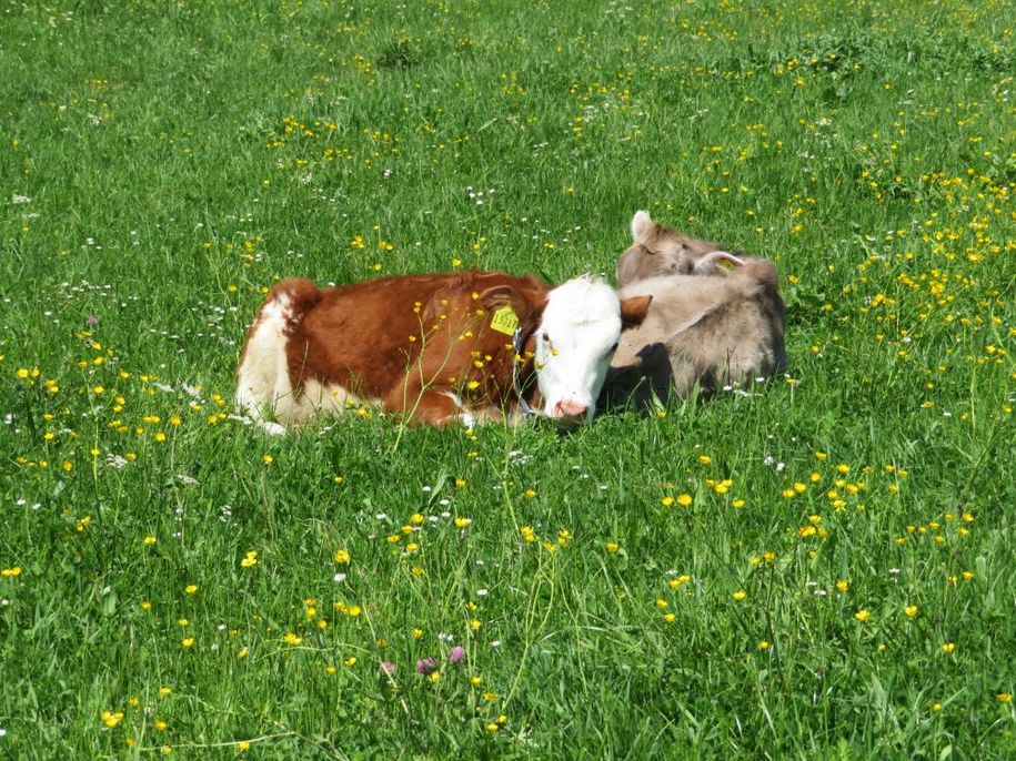 Unsere Kälbchen