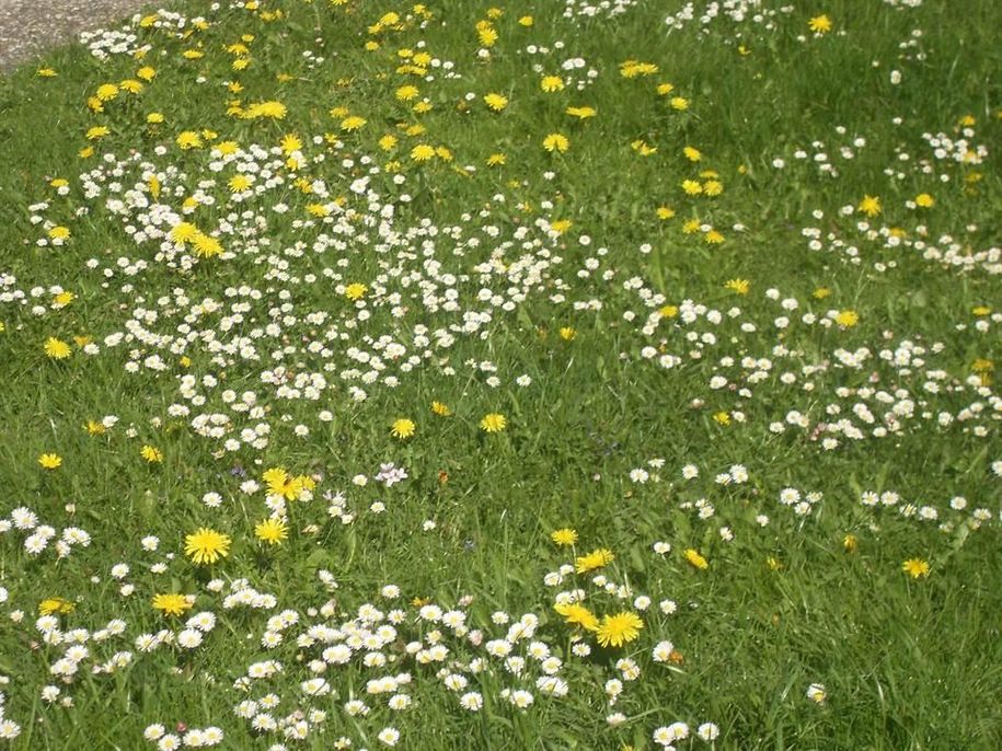 Blumenwiese
