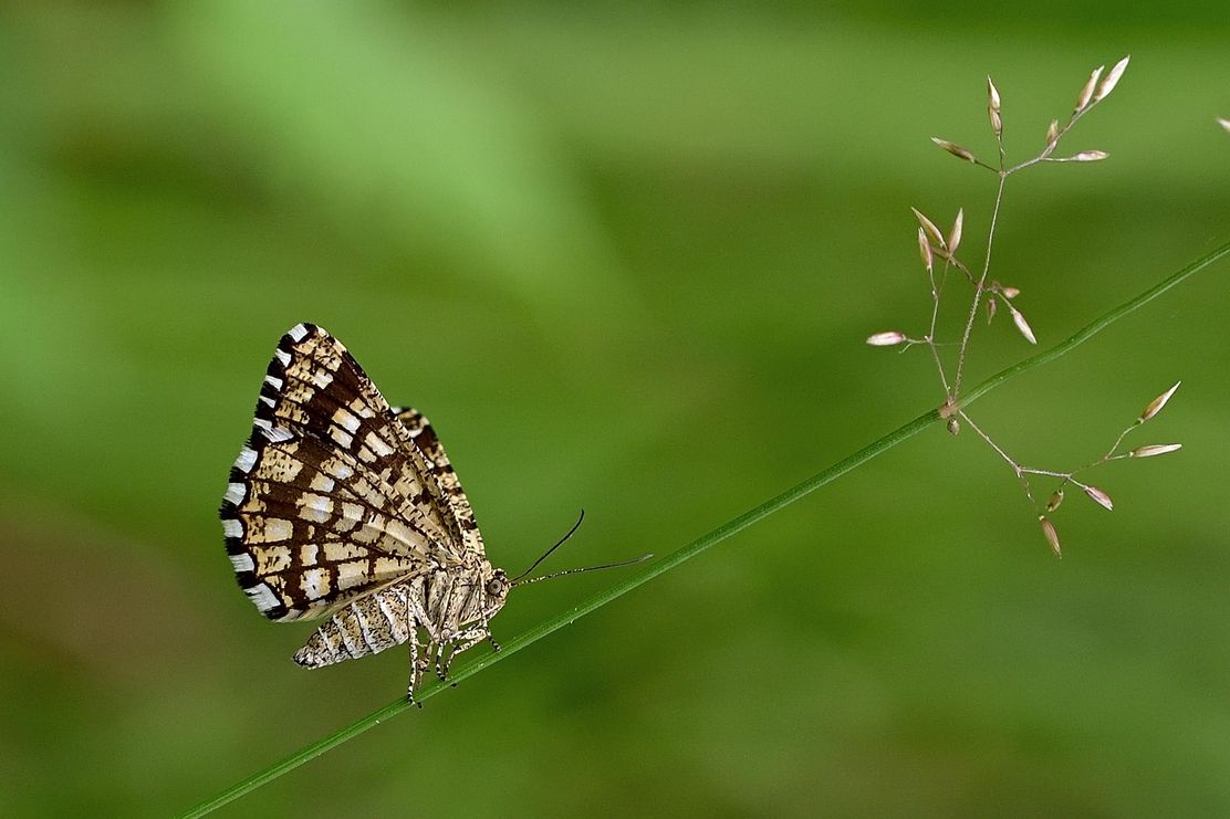 Nachtfalter_Pixabay_Jürgen