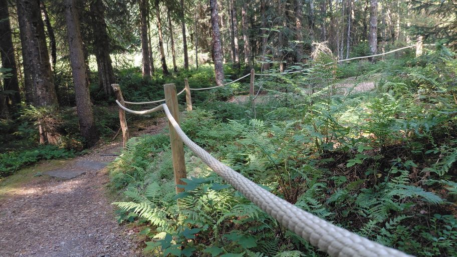 Pfad durch den Wald