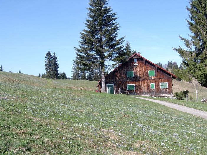 Krokusblüte