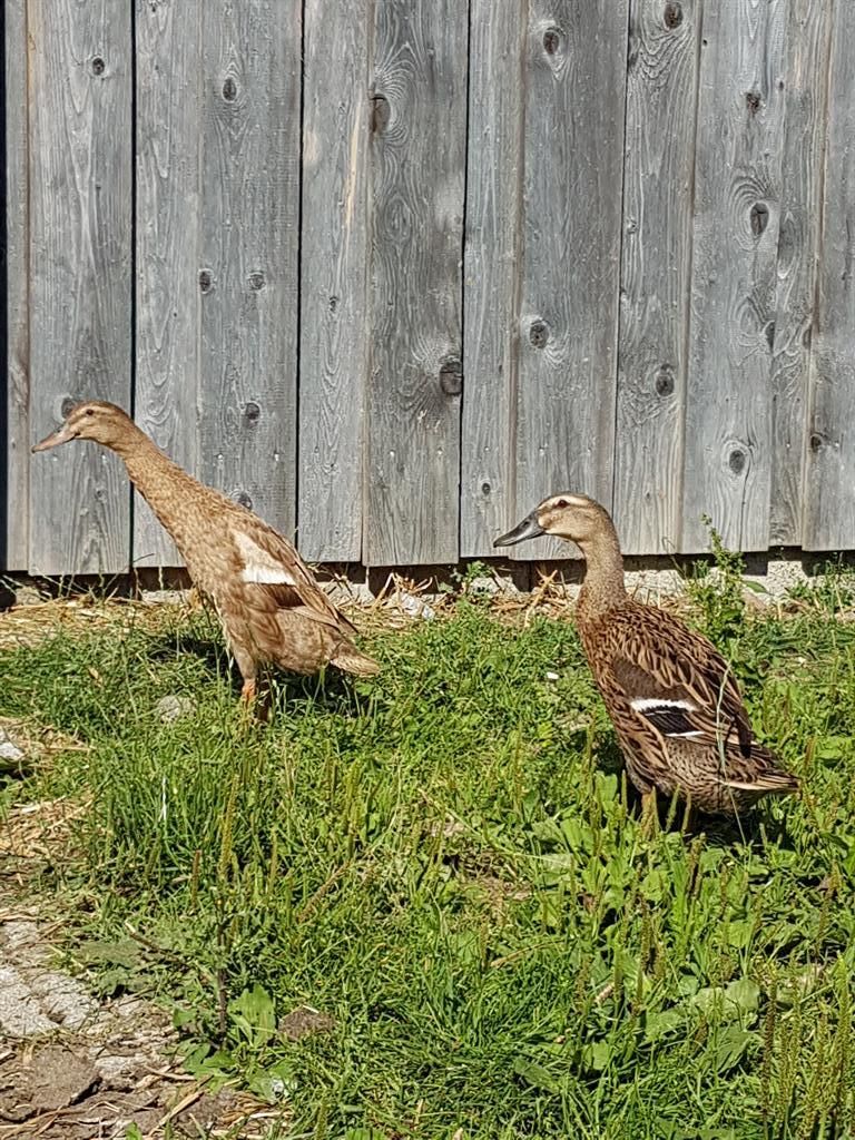 Unsere Tiere hautnah erleben