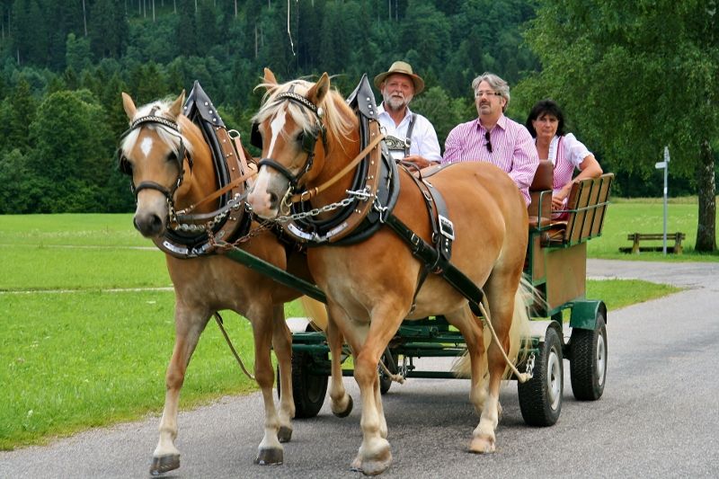 Lust auf eine Kutschfahrt?