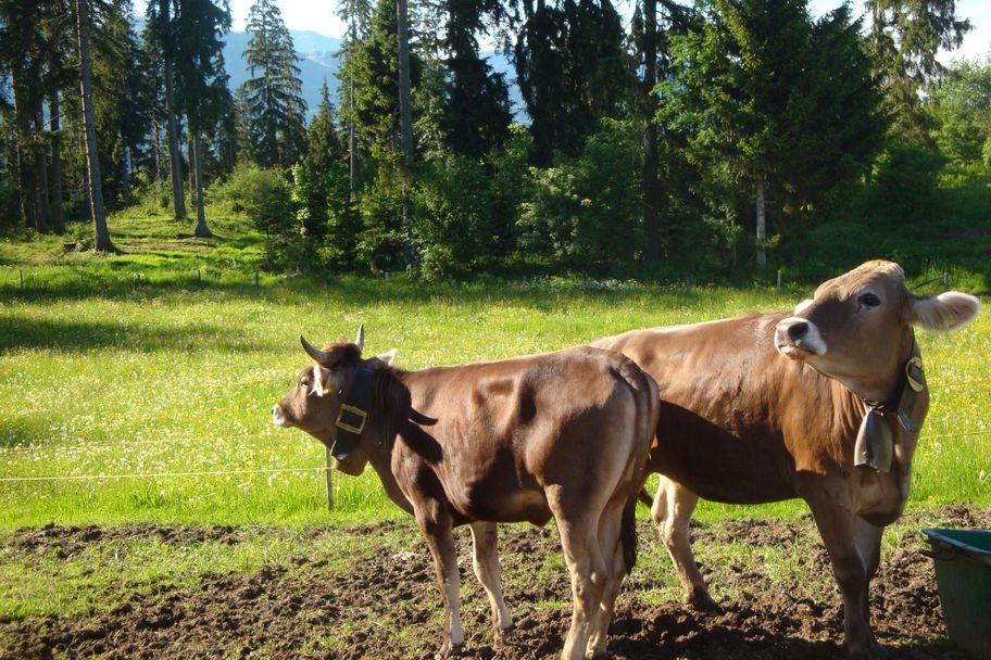 Stets willkommene "Zaungäste" am Wegesrand