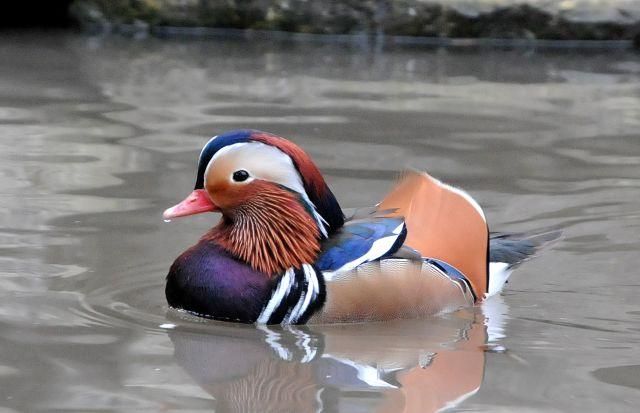 Enten im Teich