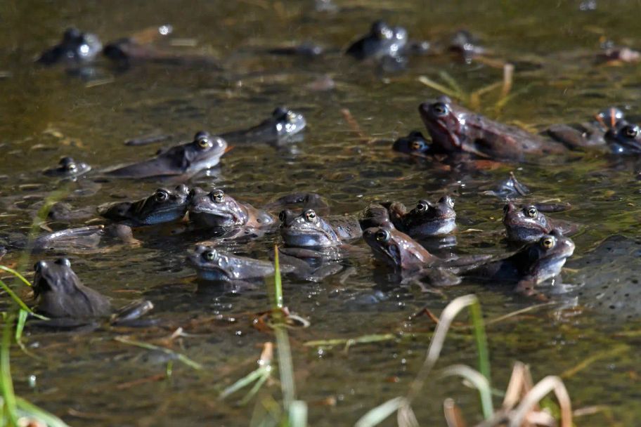 Der Panoramaweg bei Sulzberg - Grenzenlose Aussicht
