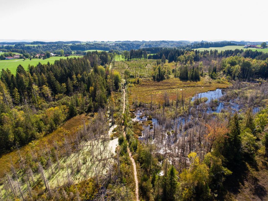 1_Arrisrieder Moos Holzweg mit Moos Ansicht von Oben Arrisrieder Moss_Alexander Savarino