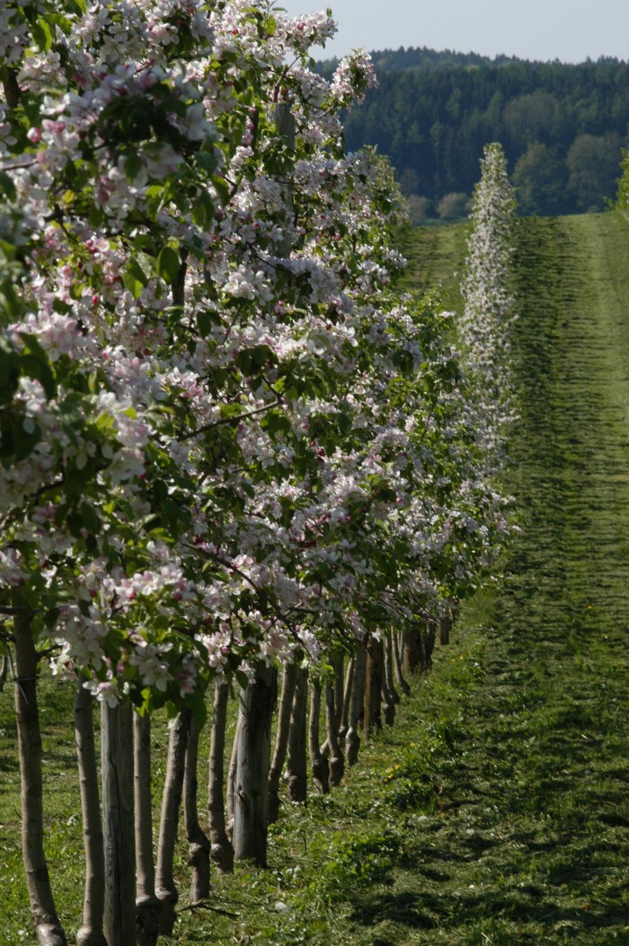 Apfelplantage in Blüte