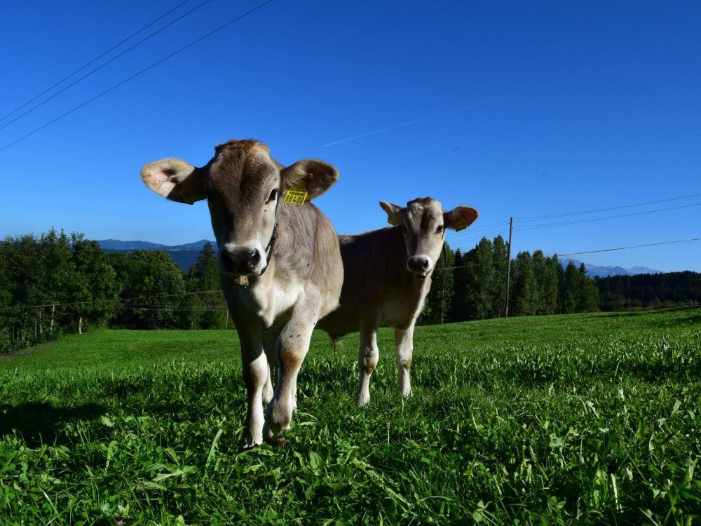 unsereklberimfrischengras
