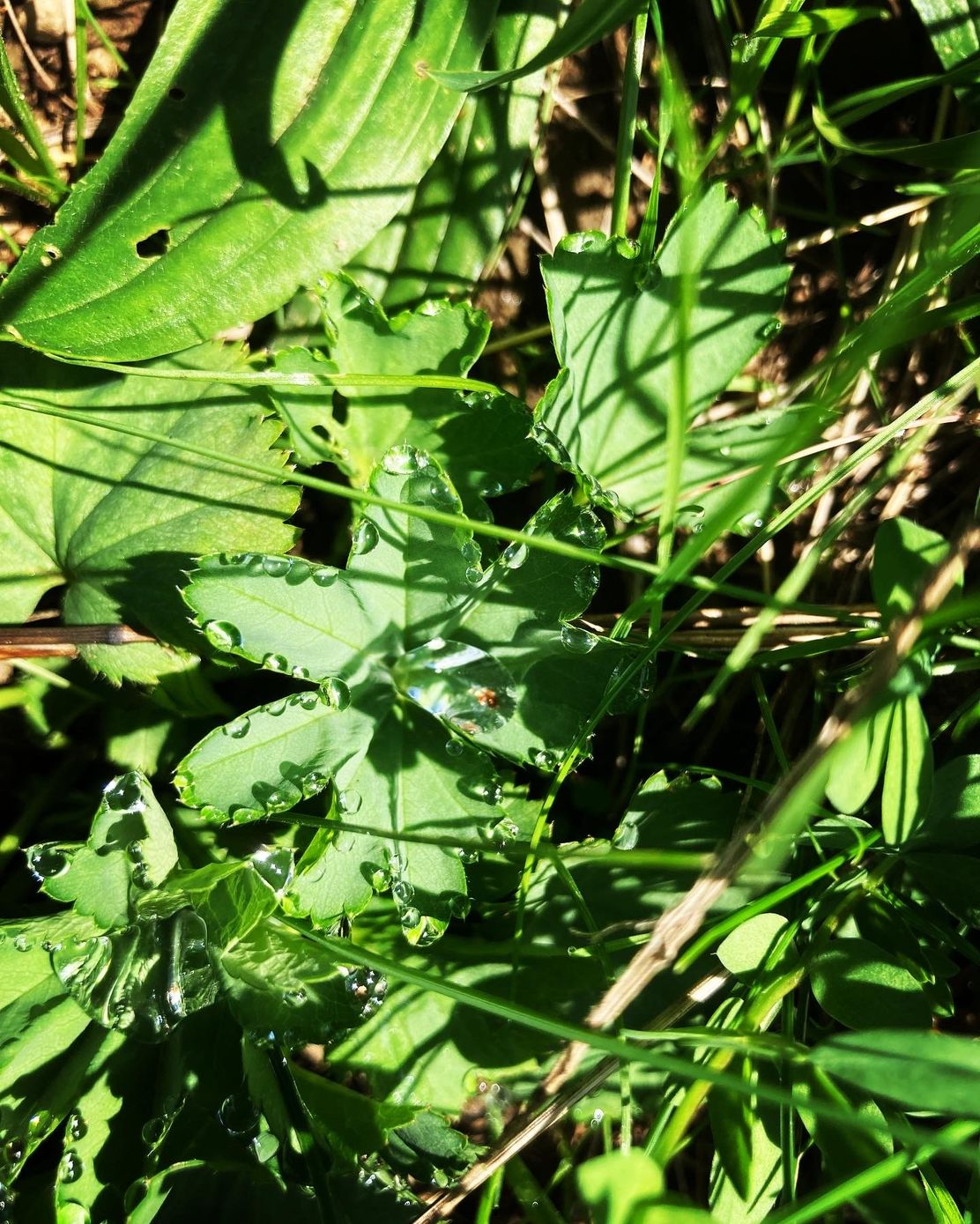 Frauenkräuterwanderung1