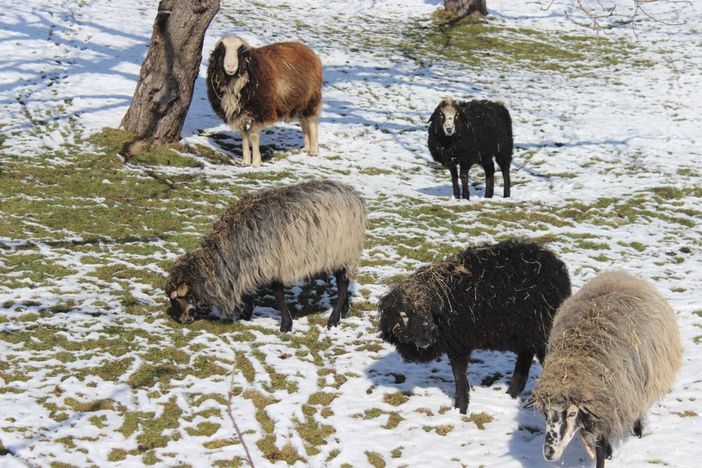 Schafe im März