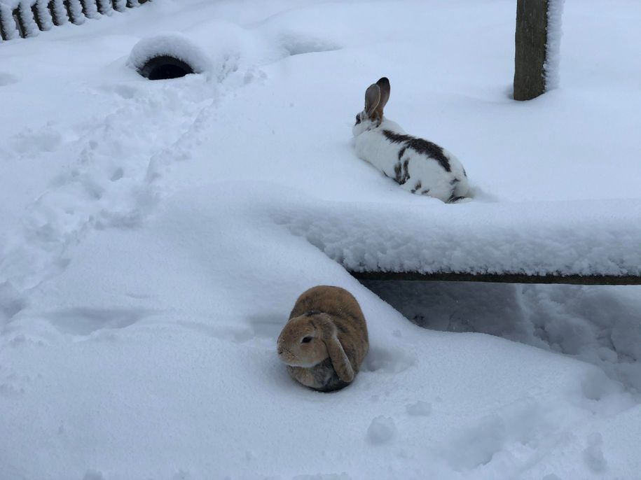 Kaninchen im Winter