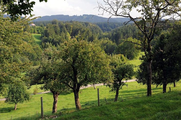 Streuobstwiese in Altensberg auf rund 700 Meter Höhe