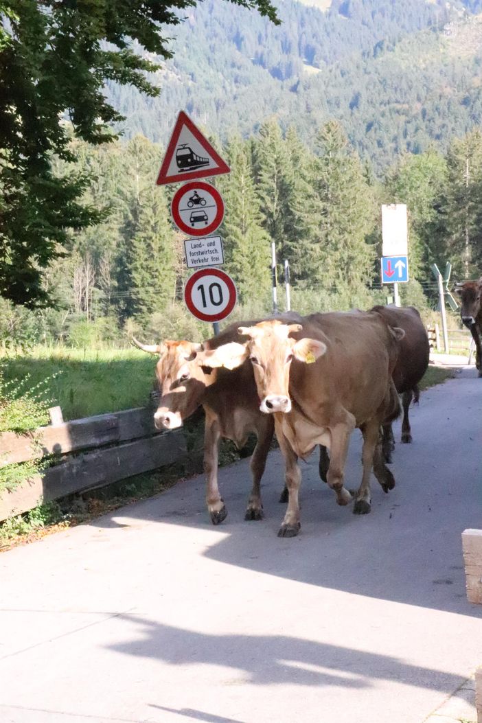 Kühe