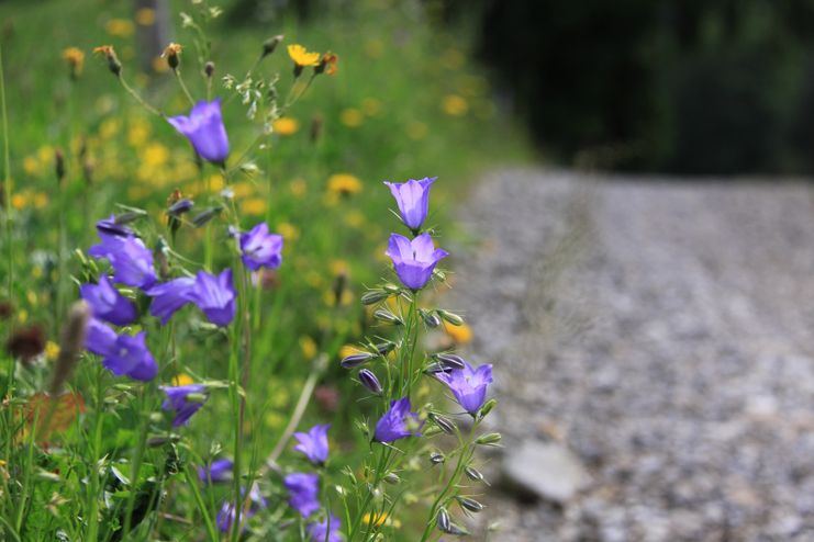 Natur am Wegesrand_Theresa Hilber_klein