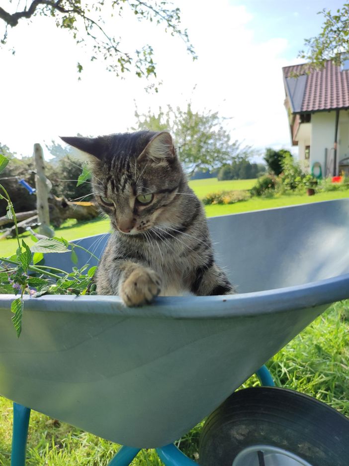 Luzi bei der Gartenarbeit♥