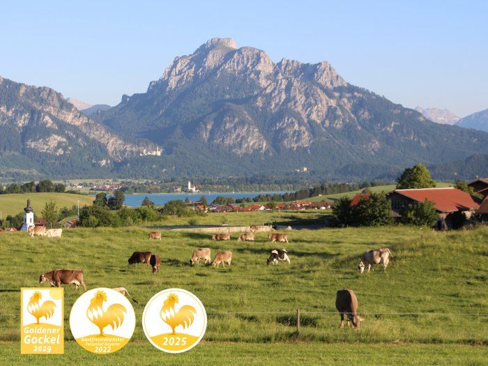 Freier Panoramablick vom Hof auf Kühe, Forggensee, Alpen und Schloss Neuschwanstein