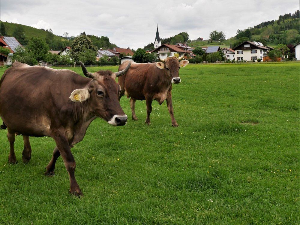Weide vor dem Hof