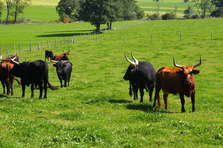 Urochsen am Wanderweg