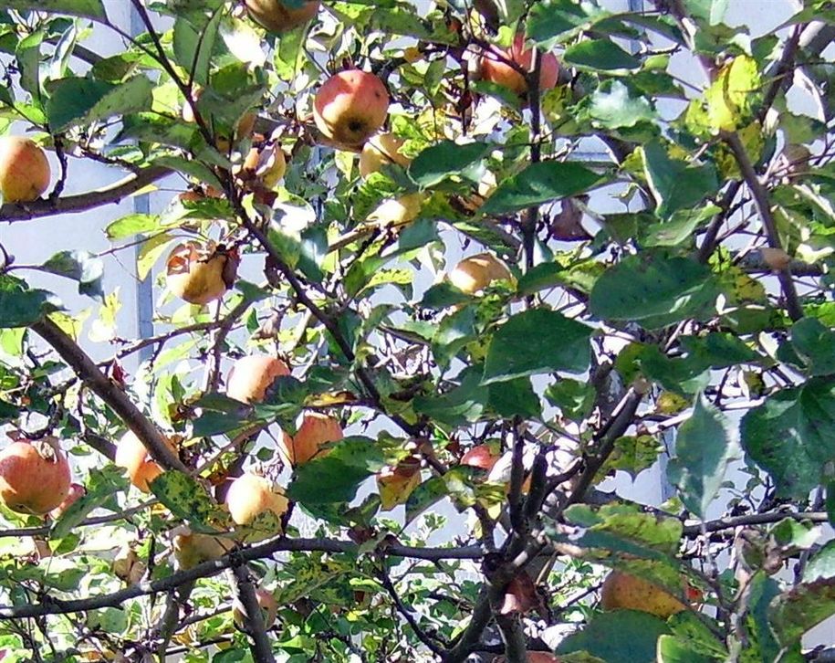 Apfelbaum