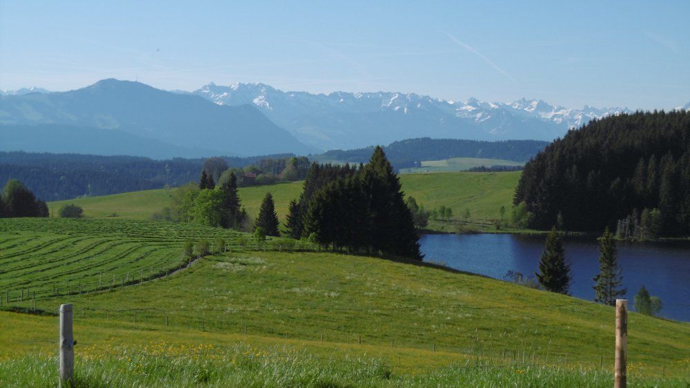 Frühsommer am Weiher