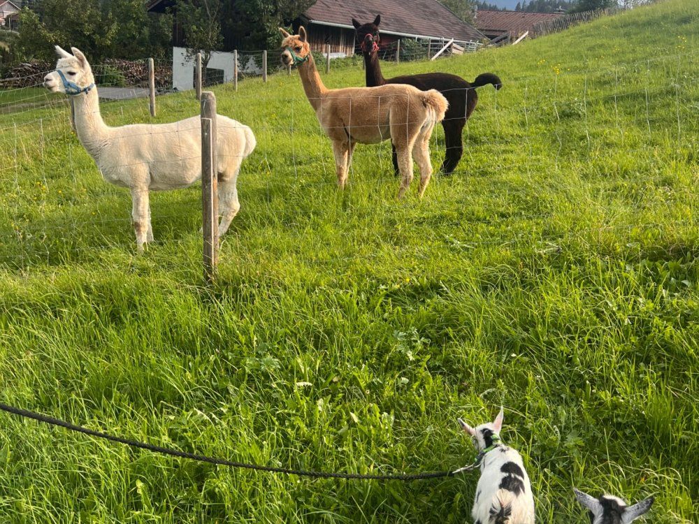 Unsere Alpakas