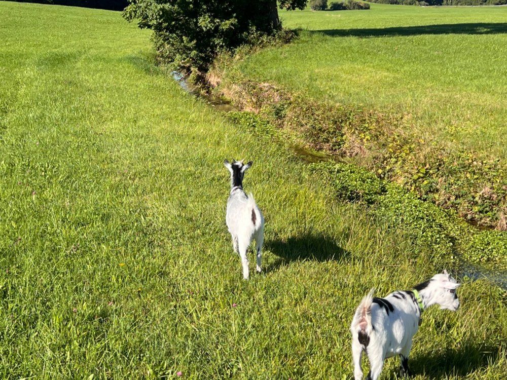 Spaziergang mit den Ziegen