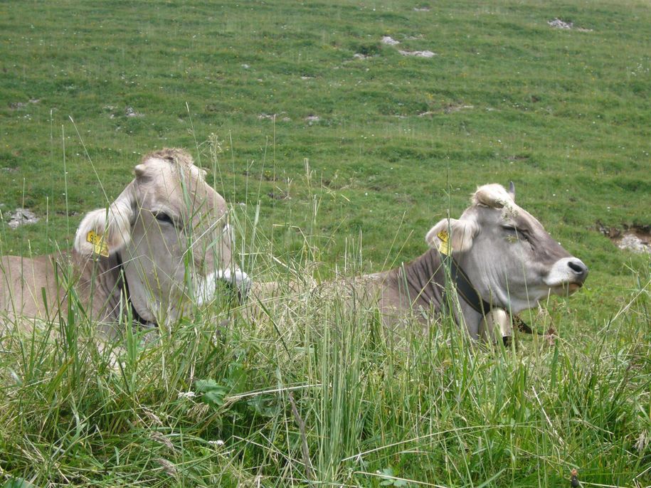 Kühe