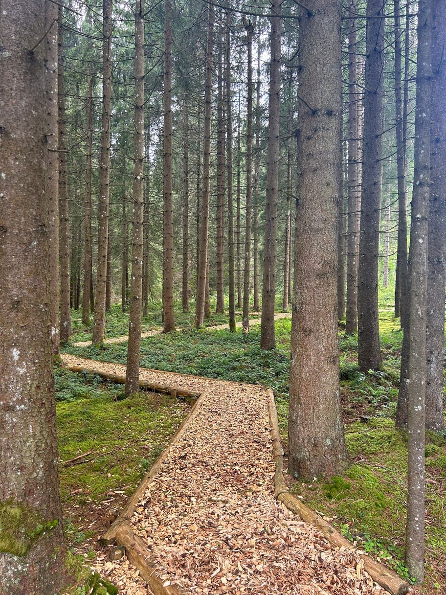 Abschnitt Im Wald auf dem Kuhnigundenweg