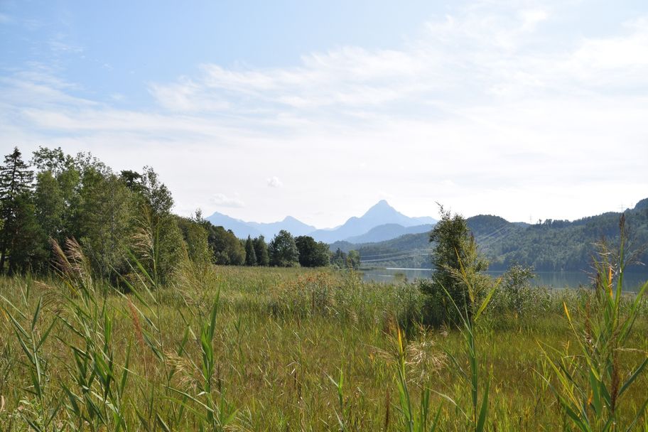 Schilf rund um den Weißense