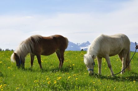 Herrlich, der frische Löwenzahn