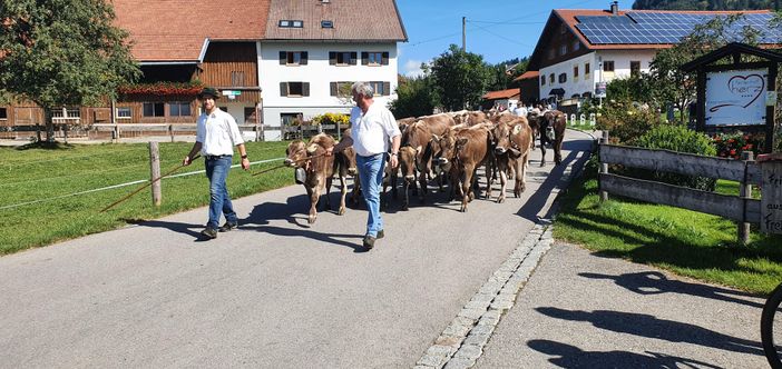 Almabtrieb Alpe Kalkhöf