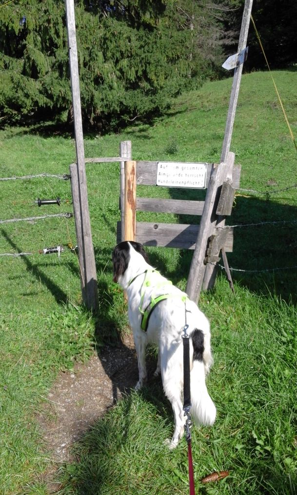 Durchlass für Wanderer an der Viehweide