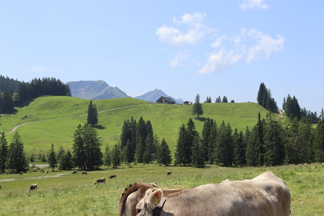 Blick zur Alpe Mittelberg