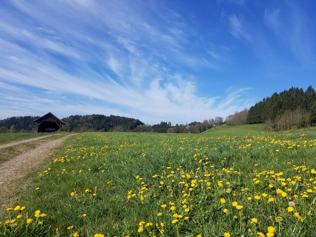 Frühlingswiese bei Engelitz