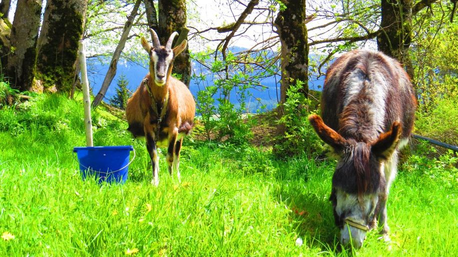 Unsere Streicheltiere
