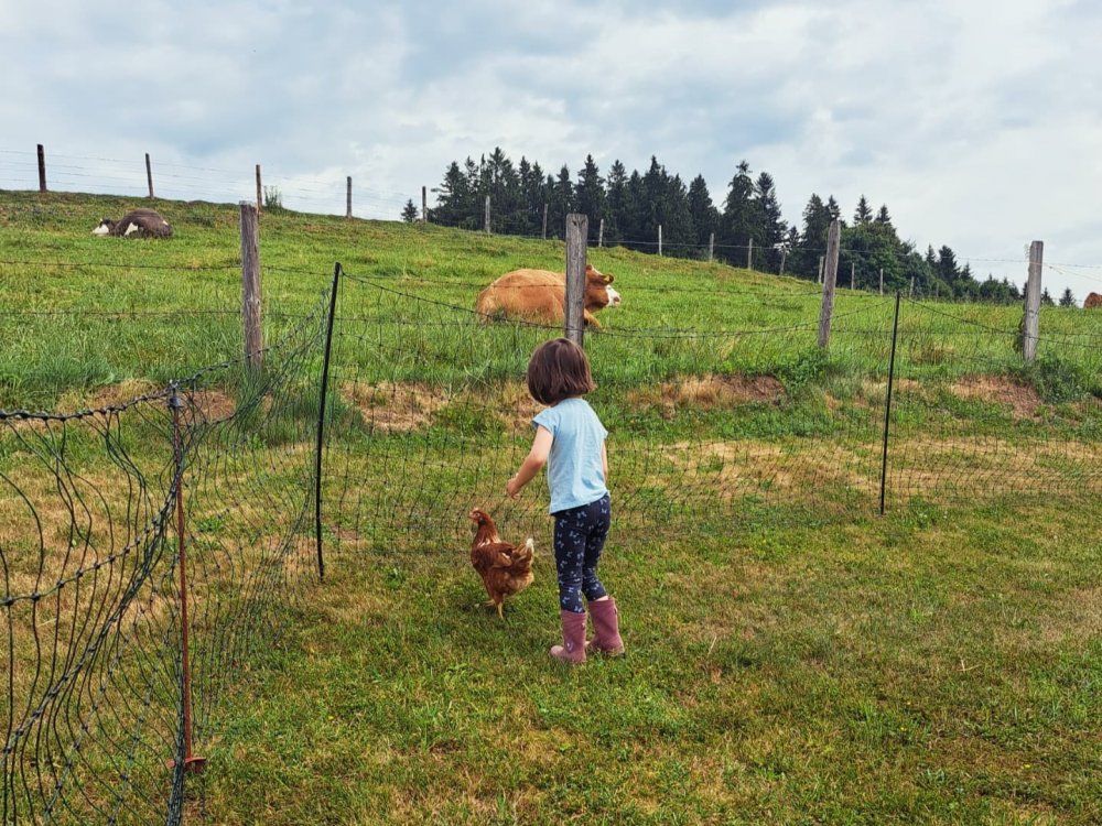 Die Hennen müssen jeden Tag in den Stall gebracht werden