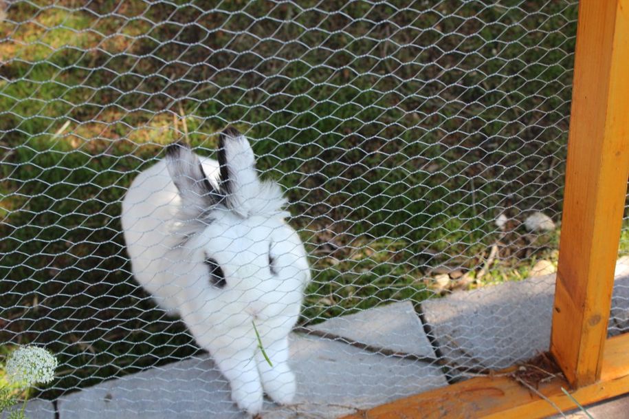 Unser Zwergkaninchen Knopfi