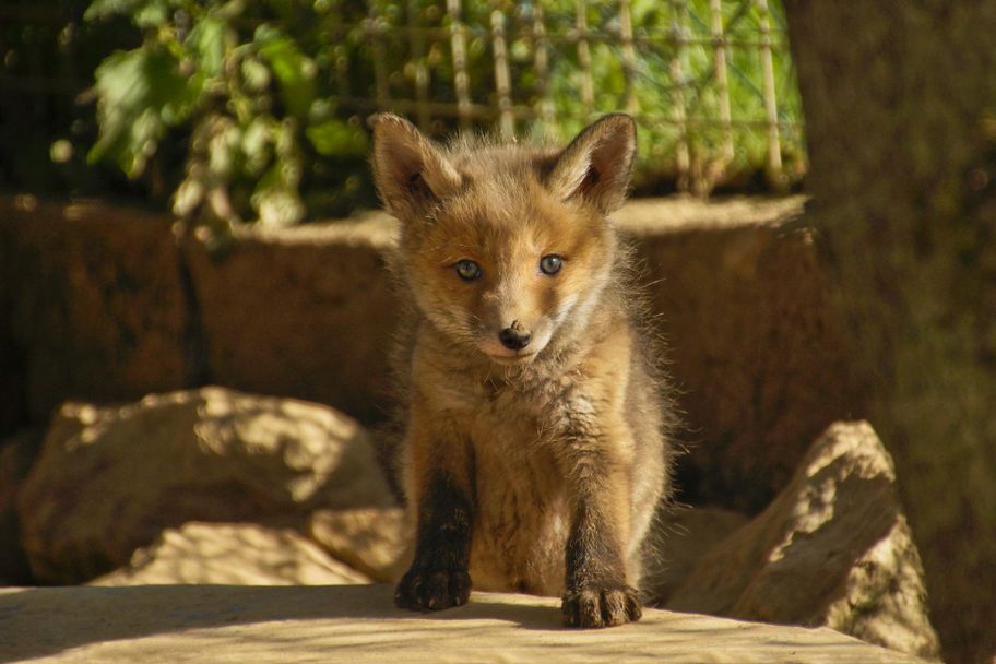 Alpenwildpark in Obermaiselstein - Rotfuchs