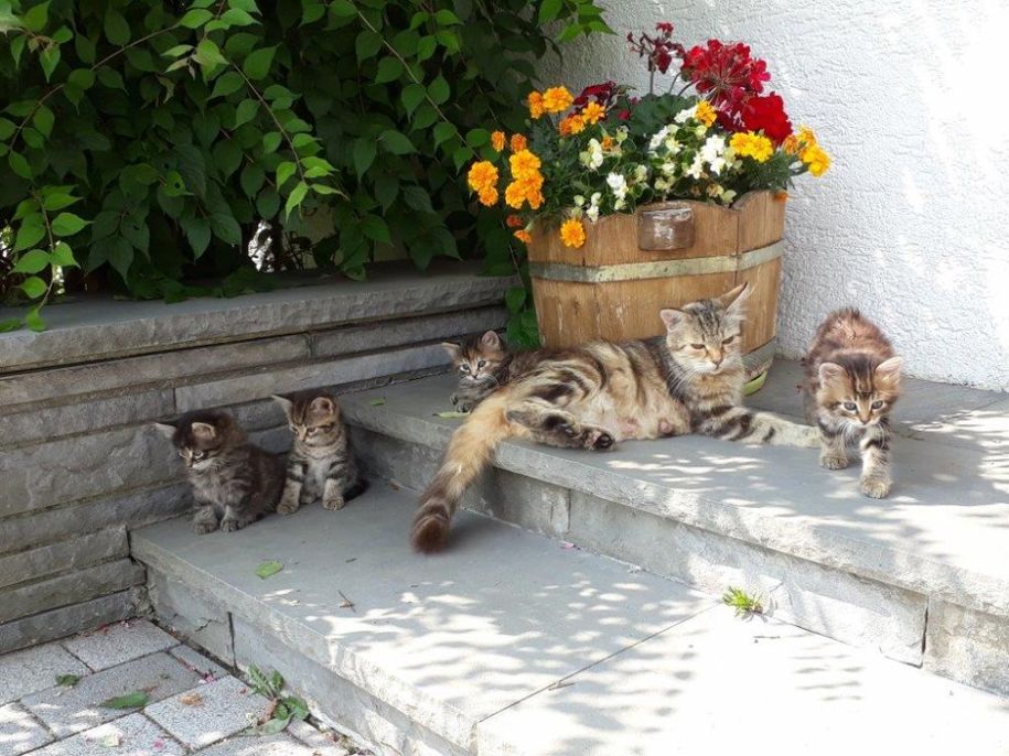 Unsere Katzen