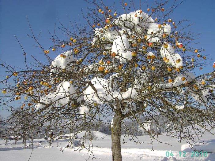 Winterapfel