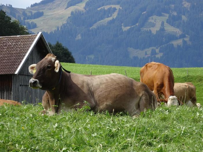 Unsere Kühe
