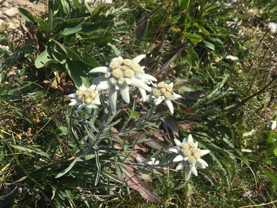 Edelweiss